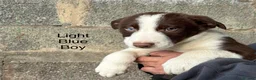 Border Collie dogs for sale: Border Collie Puppies - Advert 2