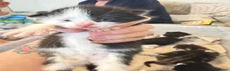 Mixed Breed cats for sale: 3 lovely chunky boys for sale  - Advert 3