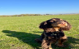 Cocker Spaniel dogs for stud: Dog Breeder - Image 1