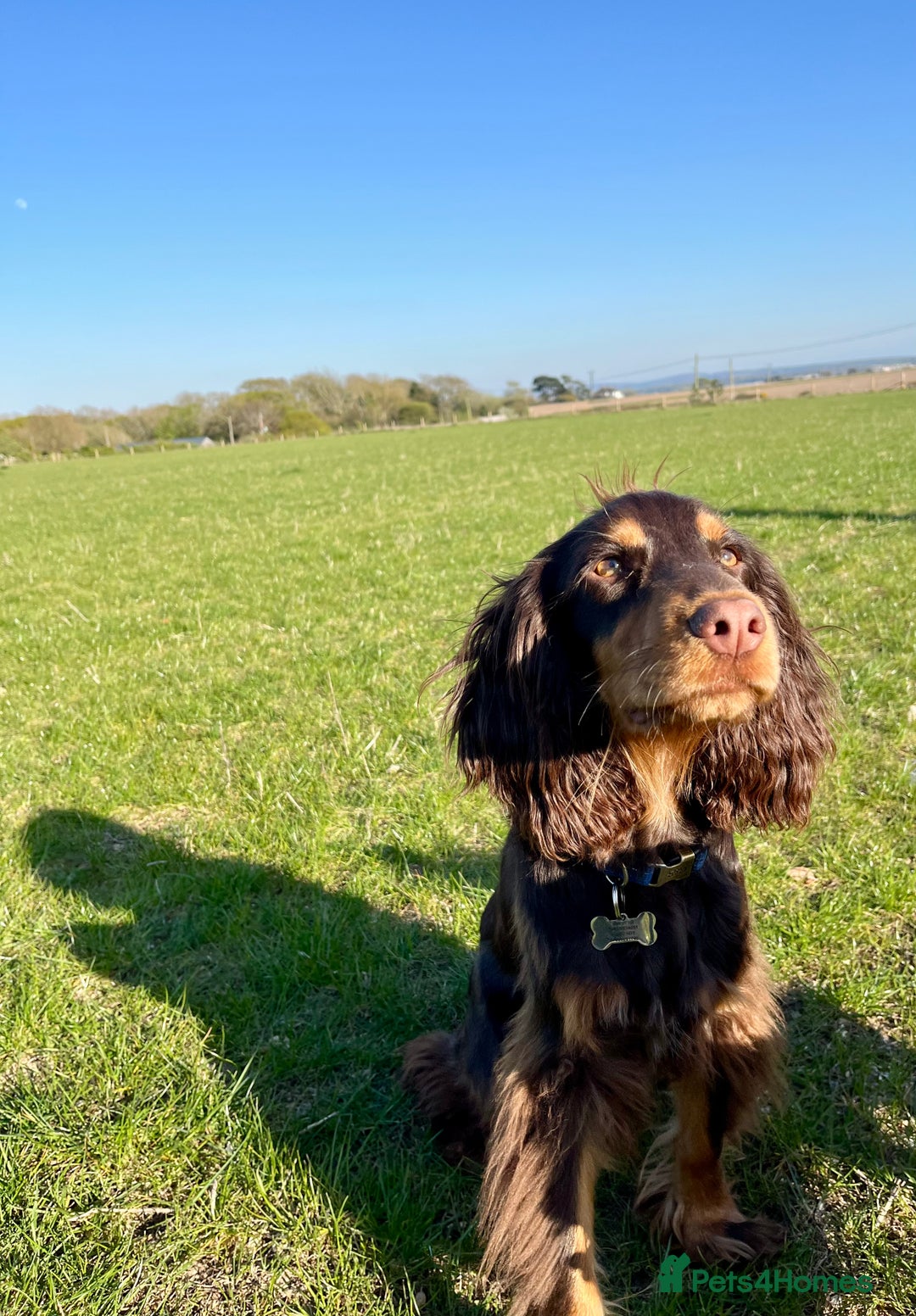 Cocker Spaniel dogs for stud: Dog Breeder - Image 1
