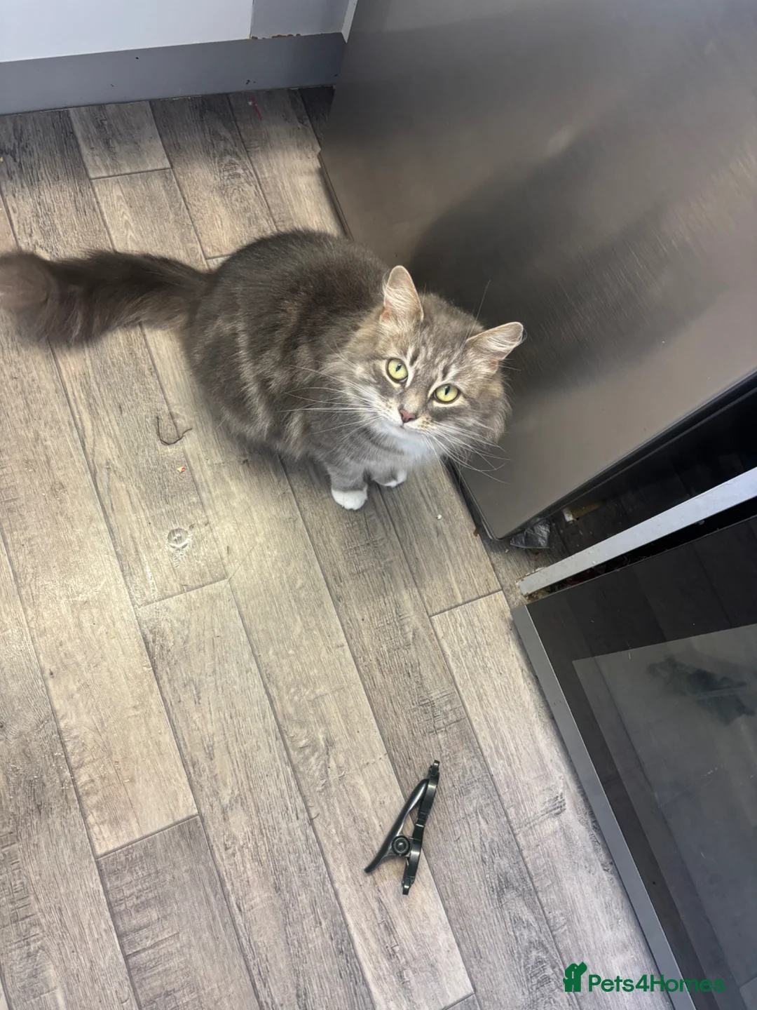 Mixed Breed cats for sale: Grey and white kitten - Advert 6