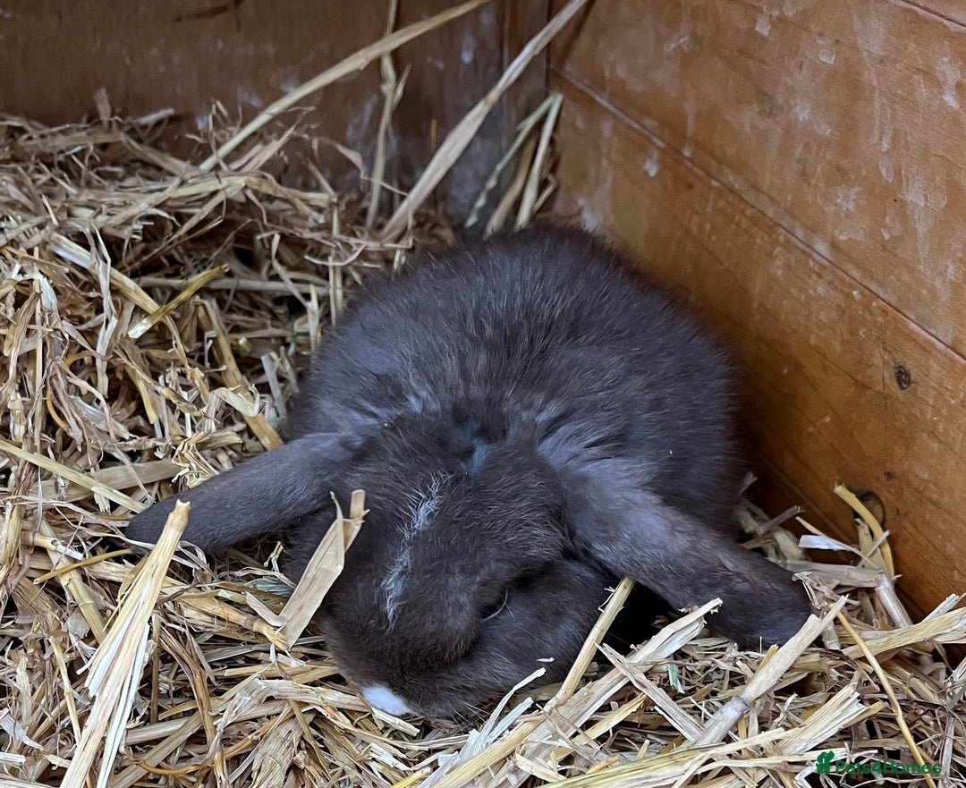 Mini Lop rabbits for sale: Autumn babies - Image 28