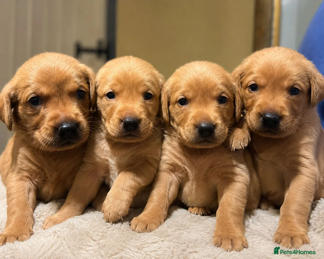 Labrador Retriever dogs for sale: OUTSTANDING KC Reg, FOX RED LABRADOR PUPPIES  - Advert 18