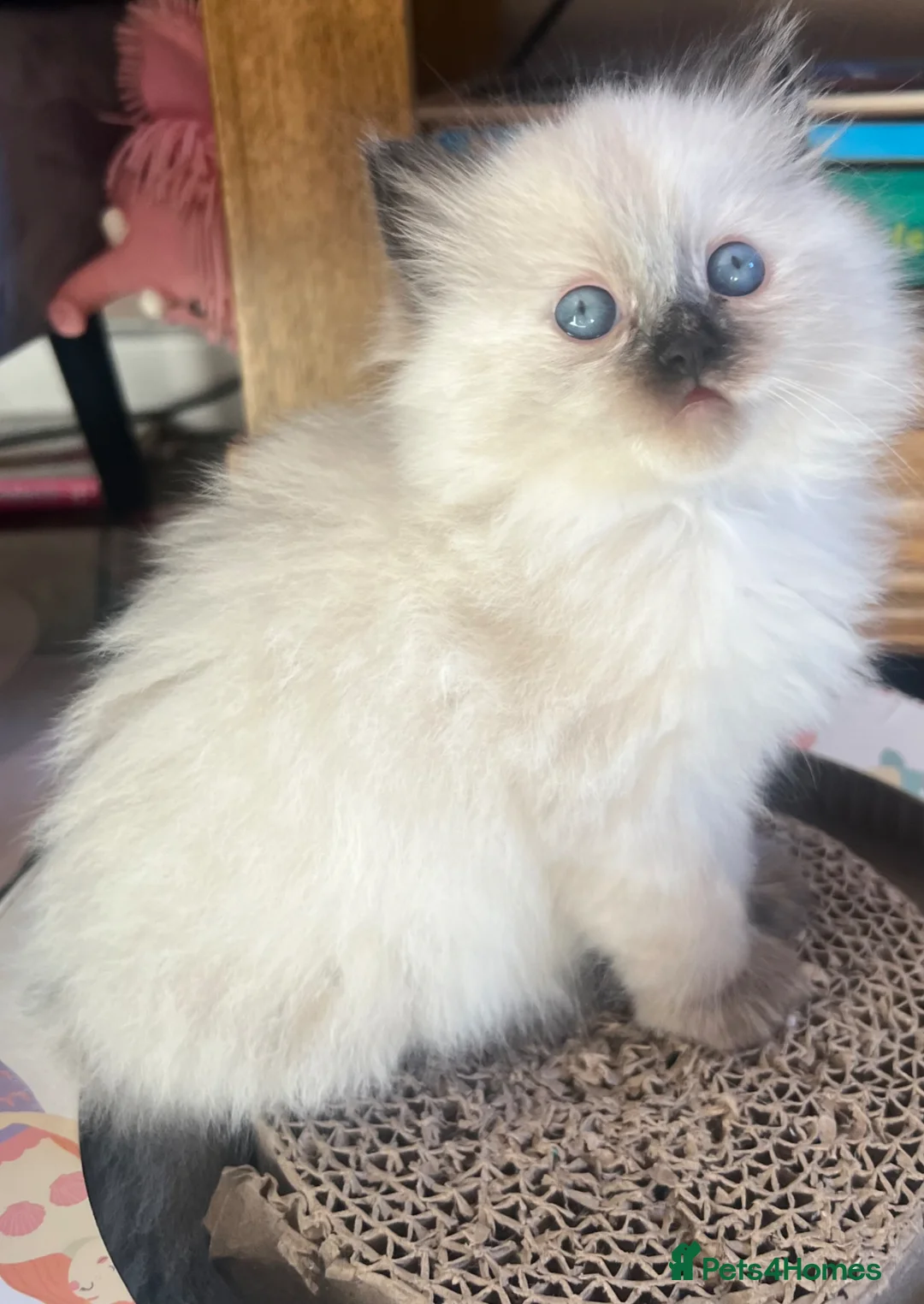 Ragdoll cats for sale: Ragdoll kittens  in Doncaster - Advert 2