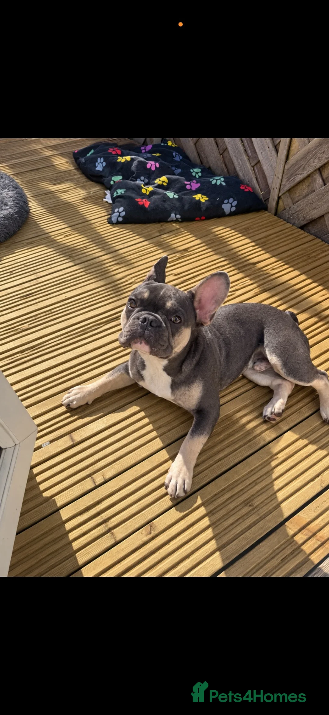 French Bulldog dogs for sale: Puppy  in Gosport - Advert 2