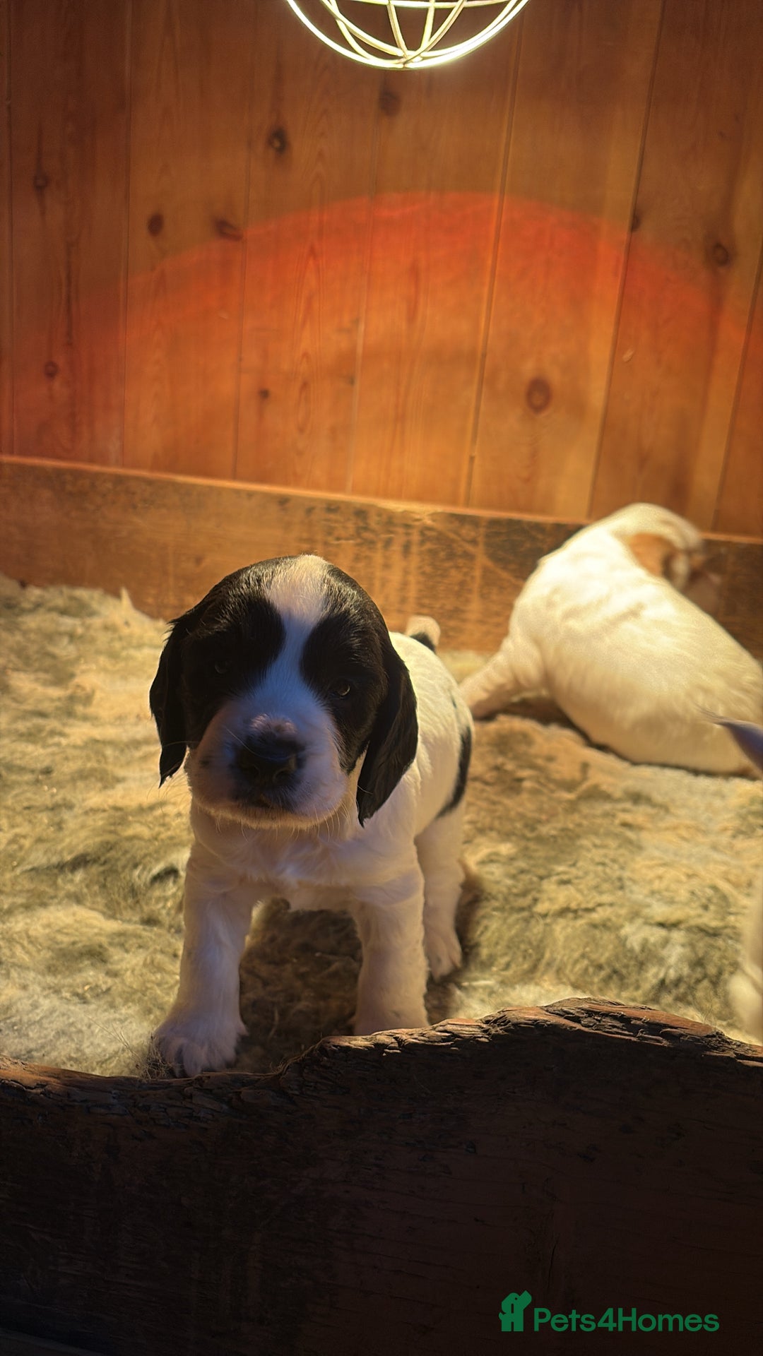 Sprocker dogs for sale: Beautiful working cocker spaniel pups FB1 - Advert 9