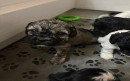 Mixed Breed dogs for sale: 6 beautiful Shihpoo + cotton de Tulear puppies - Image 12