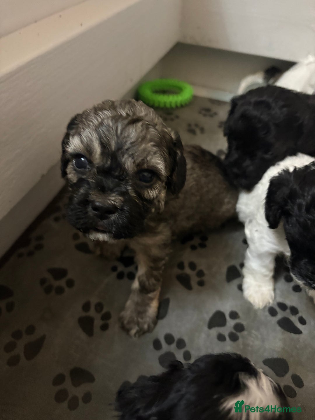 Mixed Breed dogs for sale: 6 beautiful Shihpoo + cotton de Tulear puppies - Image 12