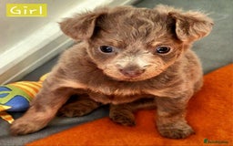 Russian Toy Terrier dogs for sale: Pure blood Russian Toy smooth and long haired - Image 11