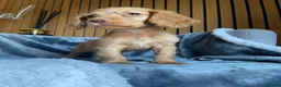Cocker Spaniel dogs for sale: KC reg Working cockers - Outstanding pedigree - Advert 20