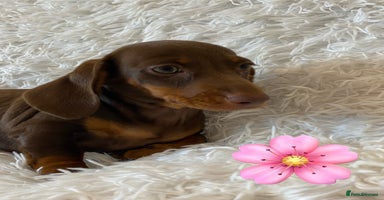 Miniature Dachshund dogs - Advert 12