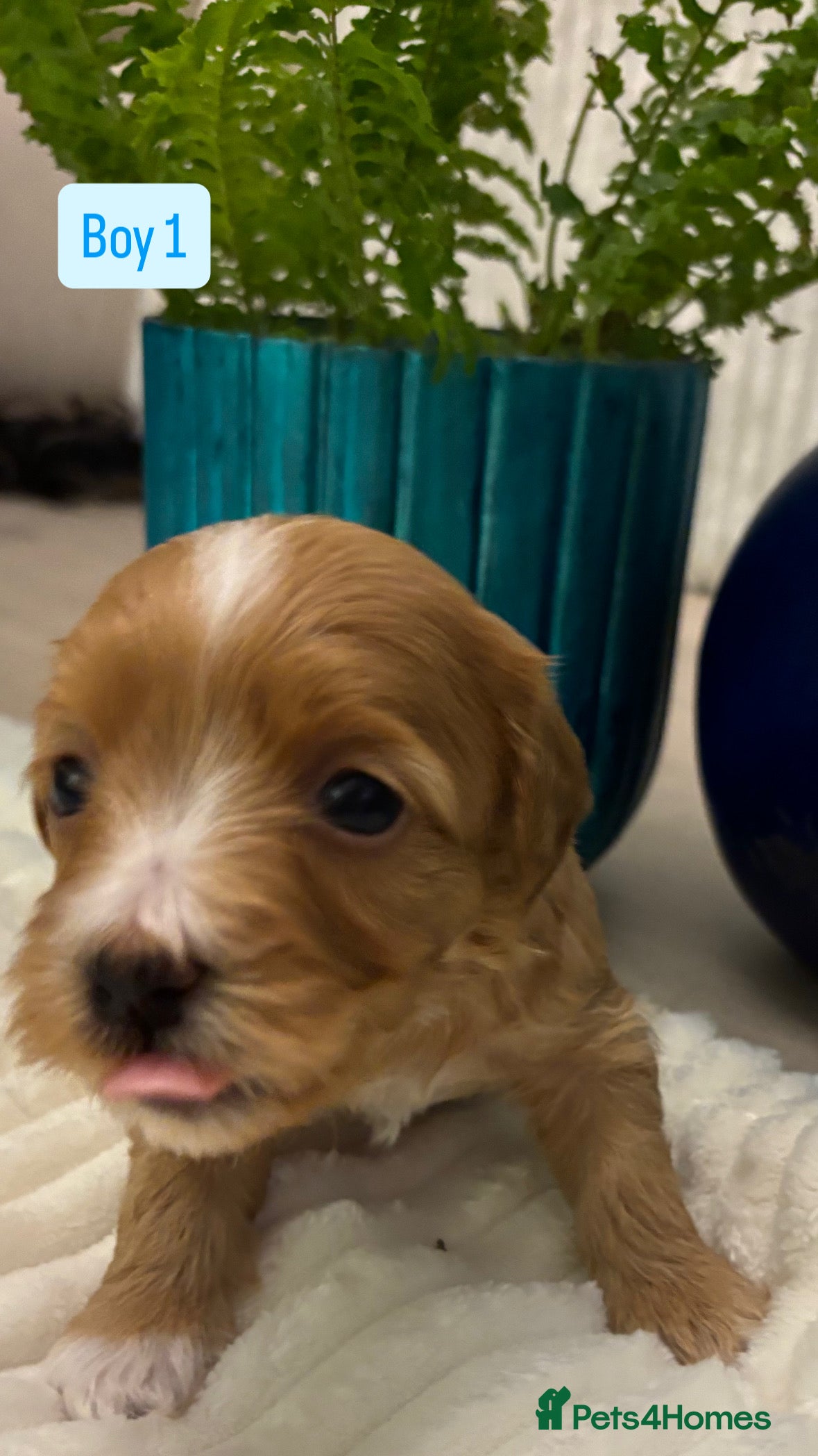 Havanese dogs 9 Beautiful Havanese Pedigree Puppies  - Advert 1