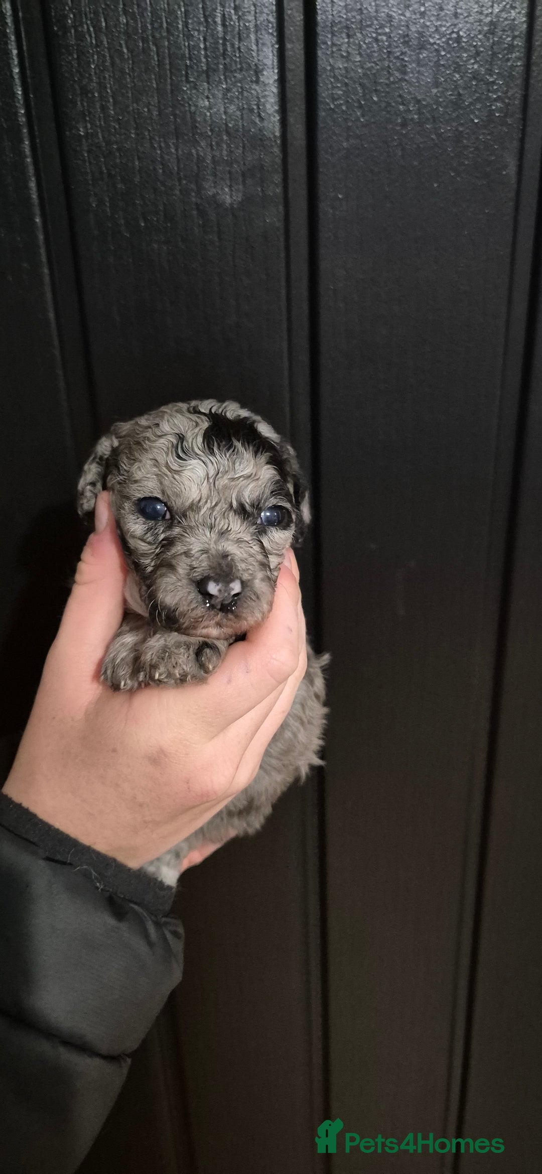 Mixed Breed dogs for sale: Gorgeous cavapoochon puppies - Advert 15