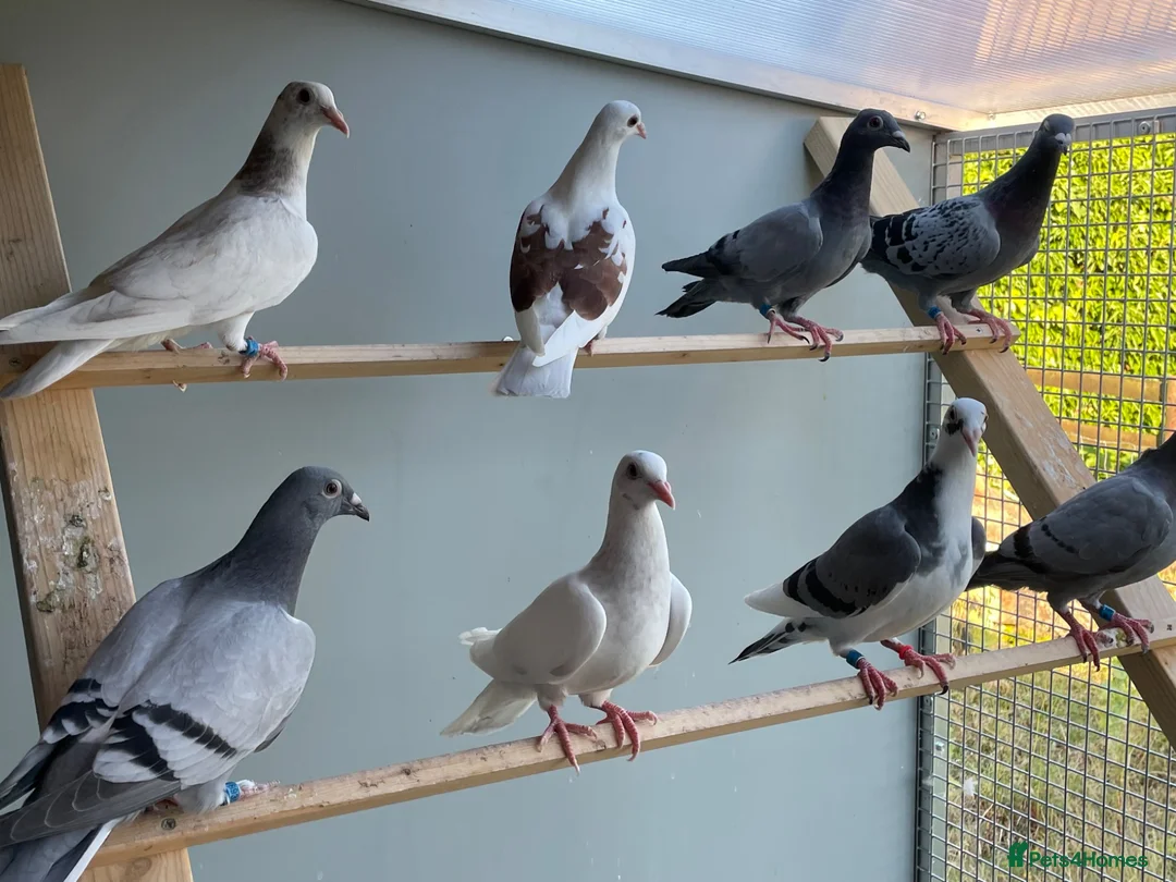 Pigeons birds for sale: 2026 Young Racing Pigeons  in Chesterfield - Advert 2