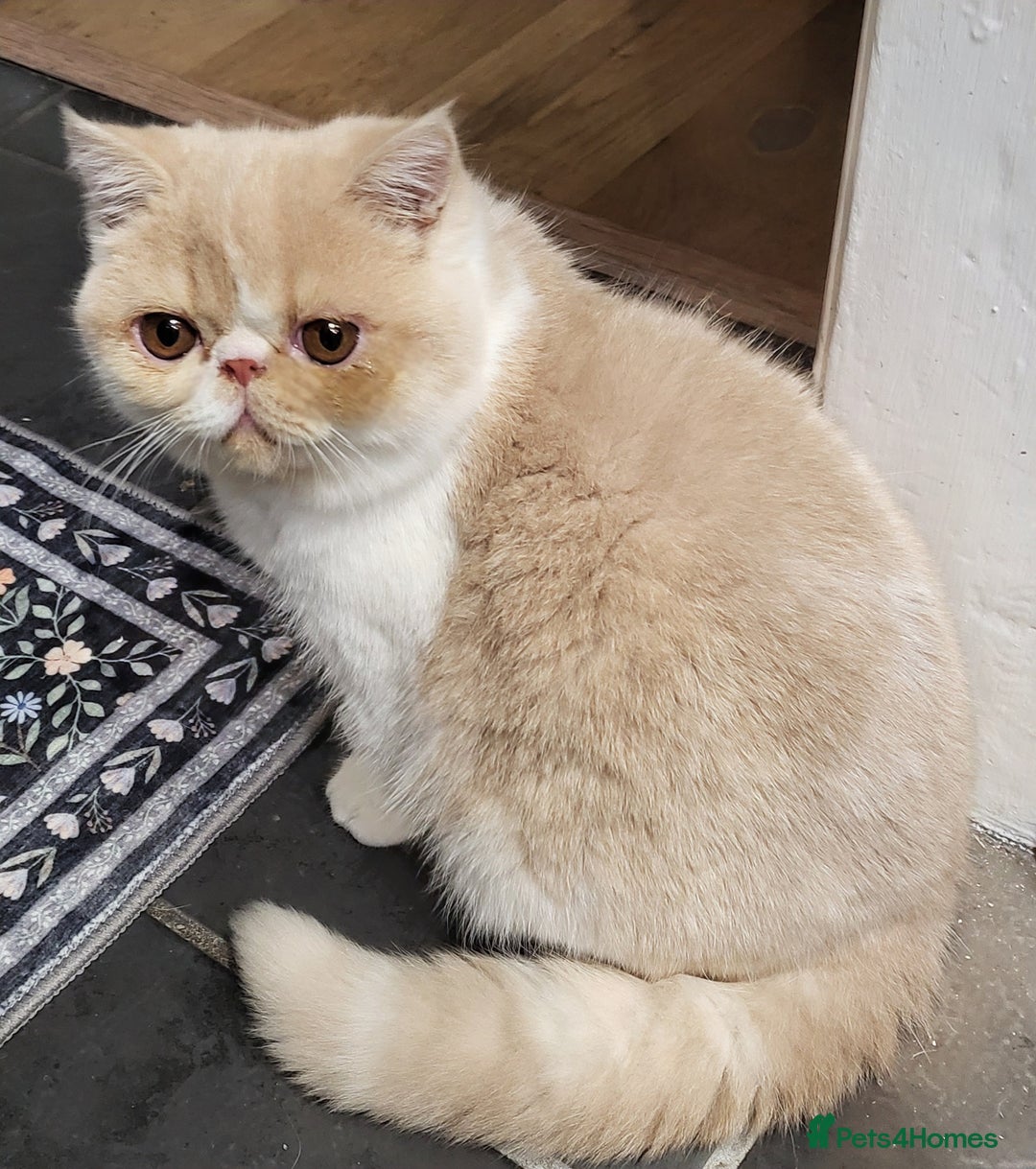 Exotic cats for sale: Hugo  - Advert 4