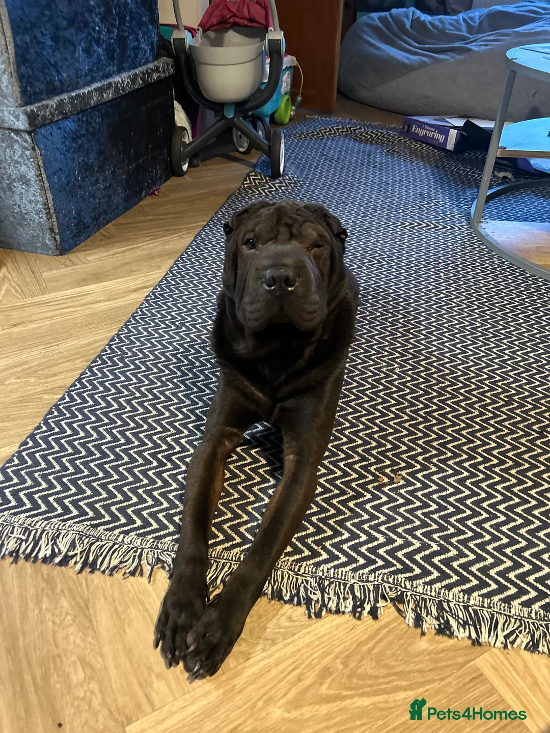 Shar Pei dogs for sale: Bognor - Advert 1