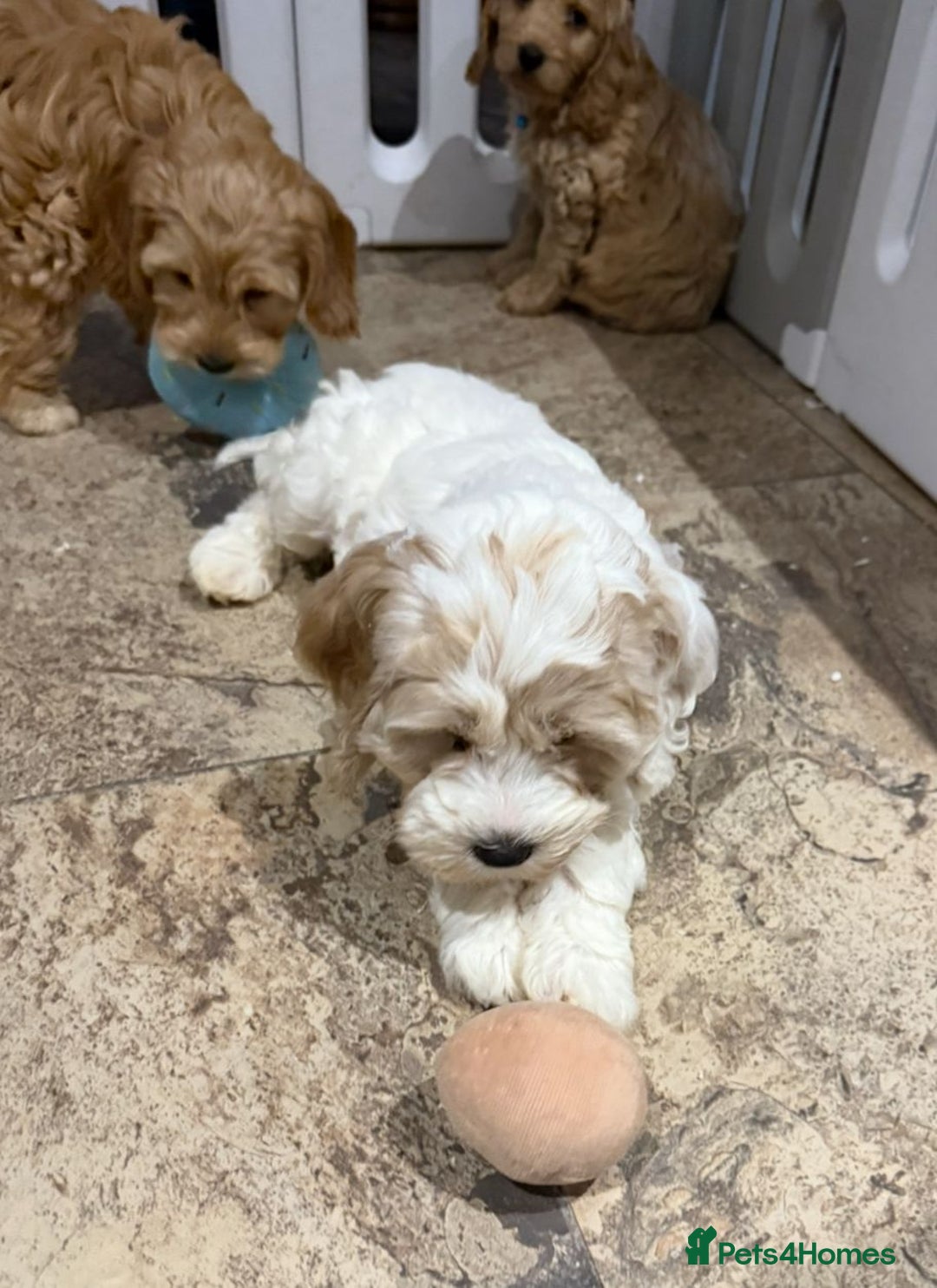 Cockapoo dogs for sale: Quality Cockapoo Puppies - Advert 10