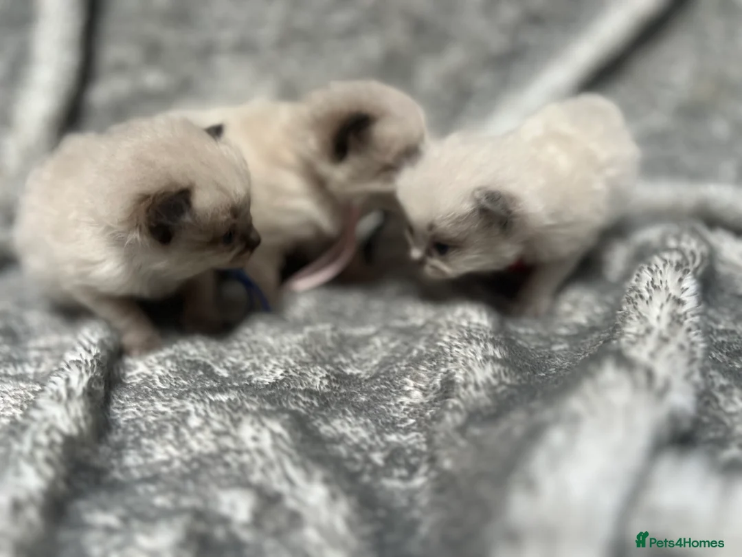 Ragdoll cats for sale: Gccf Luxury Seal Lynx Point Ragdoll Kittens  - Advert 1