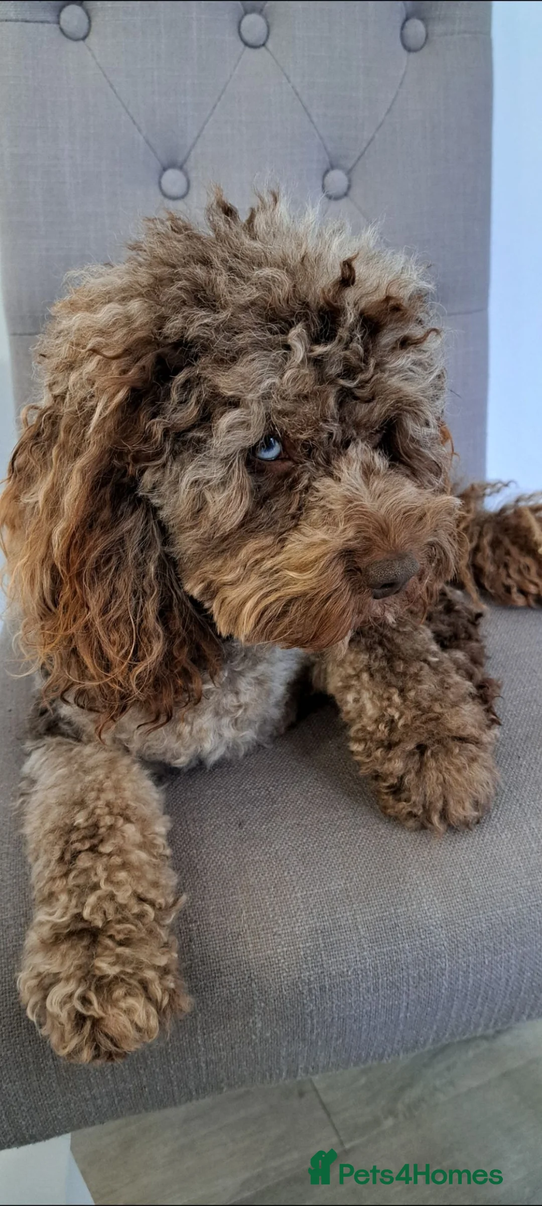 Poodle dogs for stud: F1b Cockapoo stud chocolate merle  - Advert 2
