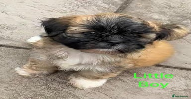 Lhasa Apso dogs - Advert 7