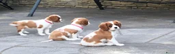 Cavalier King Charles Spaniel dogs for sale: Cavalier King Charles Spaniel Puppies  - Advert 2