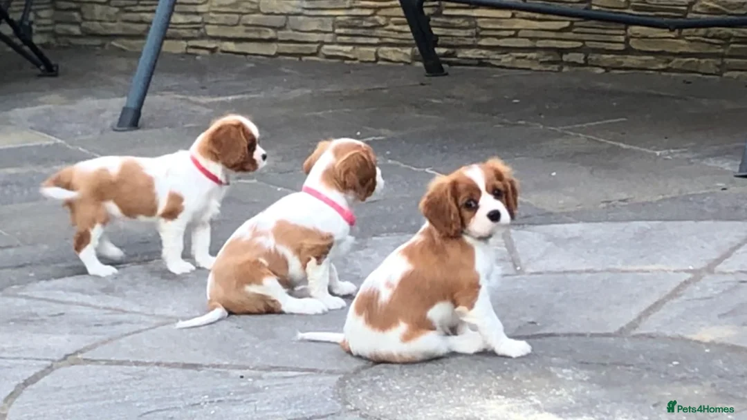 Cavalier King Charles Spaniel dogs for sale: Cavalier King Charles Spaniel Puppies  - Advert 2