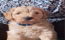 Cockapoo dogs for sale: Gorgeous Red, Golden & Apricot F1 Cockapoos - Image 11