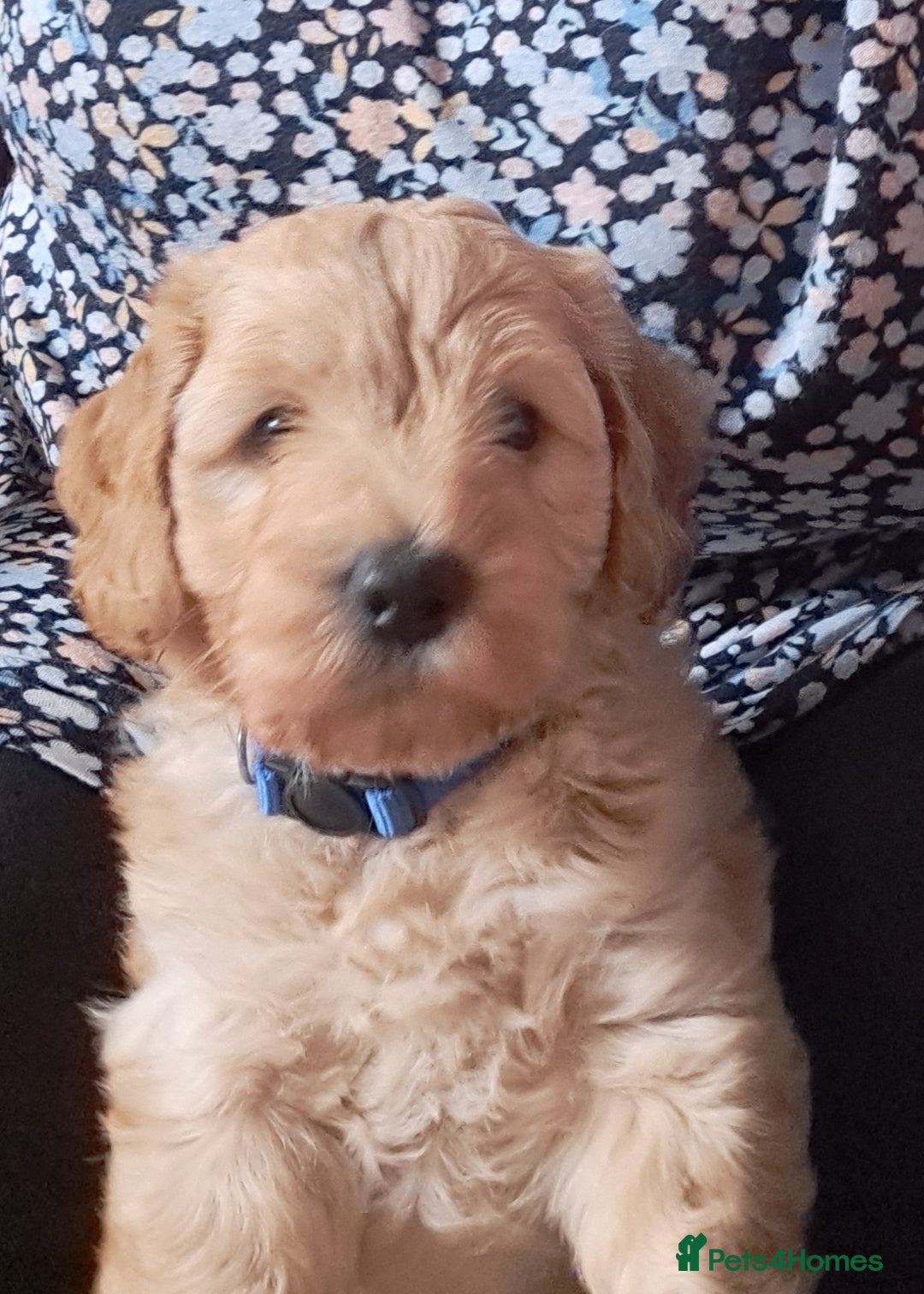 Cockapoo dogs for sale: Gorgeous Red, Golden & Apricot F1 Cockapoos - Image 11