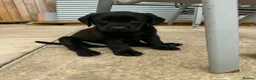 Labrador Retriever dogs for sale: 3 boys Labrador puppy’s ready to leave - Advert 15