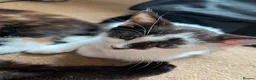 Mixed Breed cats for sale: 6 Fluffy Kitties - Advert 15