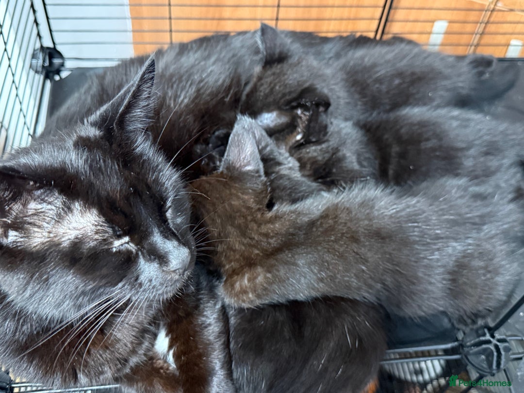 Mixed Breed cats for sale: Kittens ready to leave ferndown area - Image 6