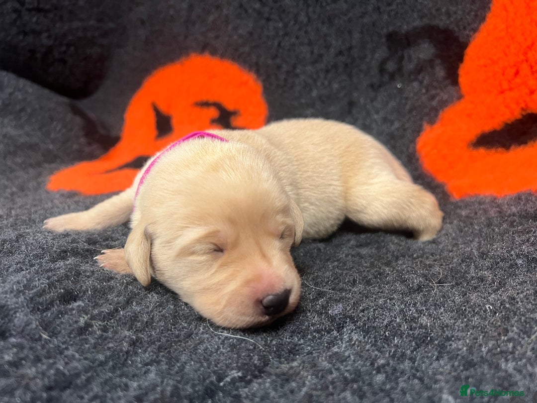 Labrador Retriever dogs for sale: 2 Labrador Retrievers girls left  - Advert 17