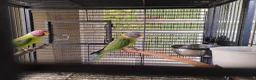 Parakeets birds for sale: Plumhead Pair - Advert 6