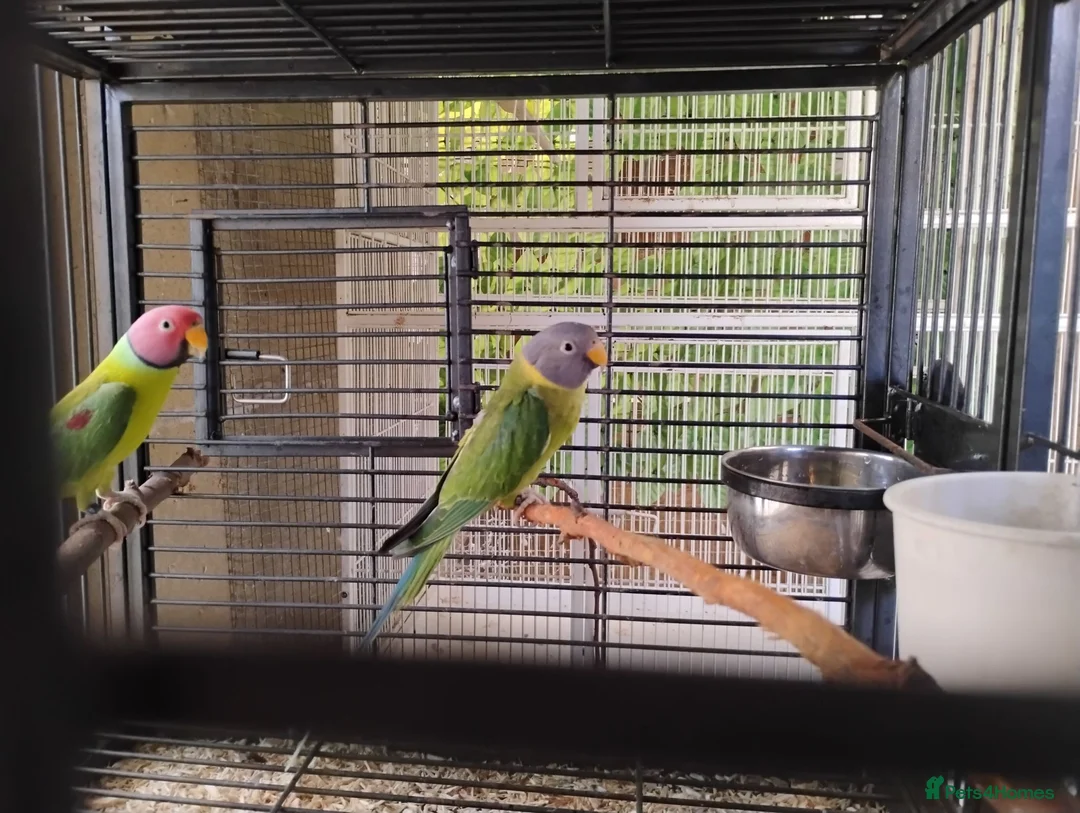 Parakeets birds for sale: Plumhead Pair - Advert 6