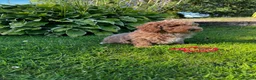 Toy Poodle dogs for sale: READY TO GO !Gorgeous toy poodle puppies for sale  - Advert 11