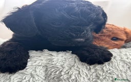 Mini Goldendoodle dogs for sale: A Bundle of Joy F1BB Mini Goldendoodle - Image 11