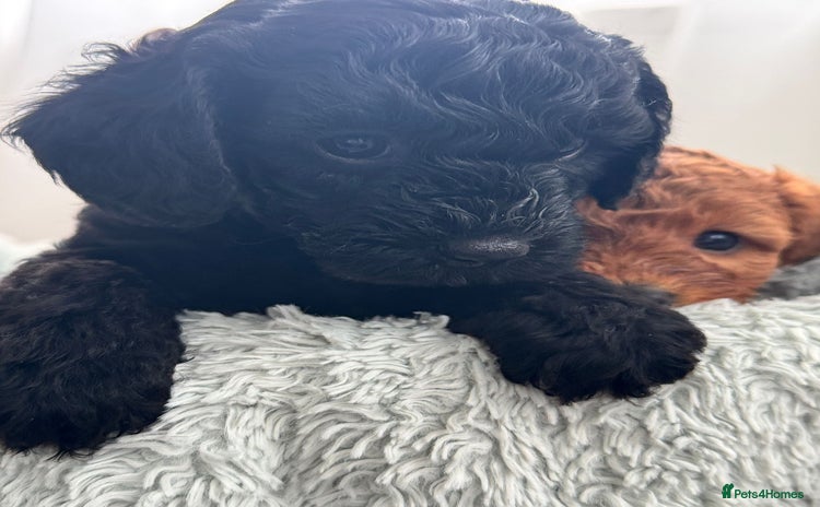 Mini Goldendoodle dogs - Advert 2