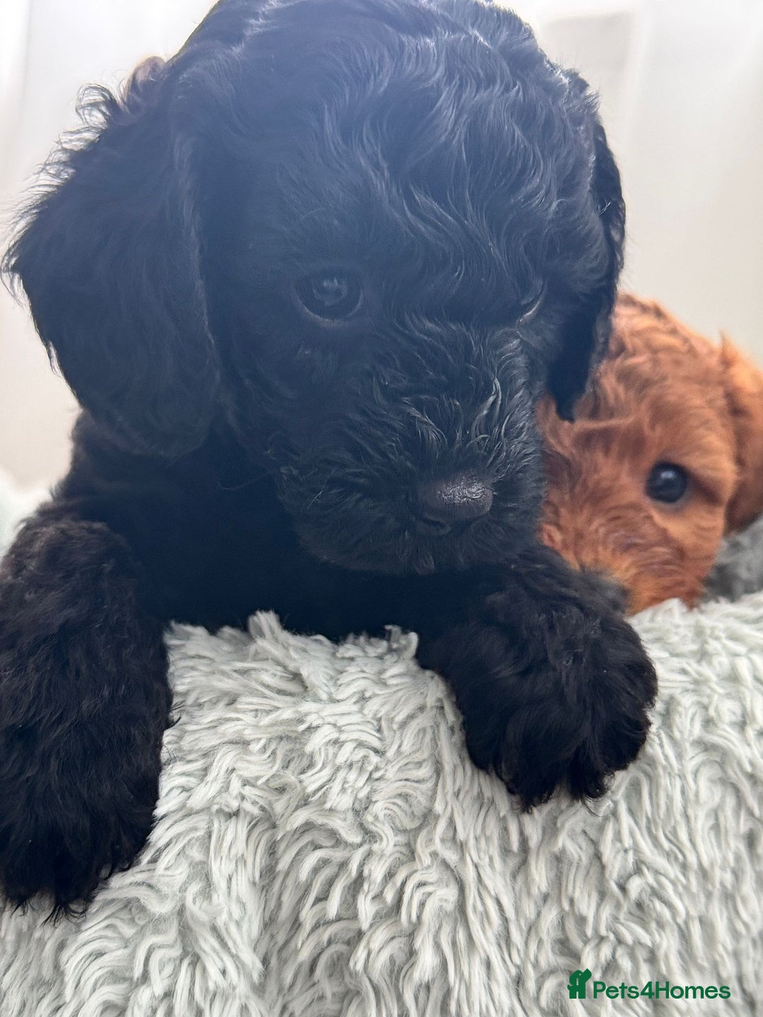 Mini Goldendoodle dogs for sale: A Bundle of Joy F1BB Mini Goldendoodle - Image 11