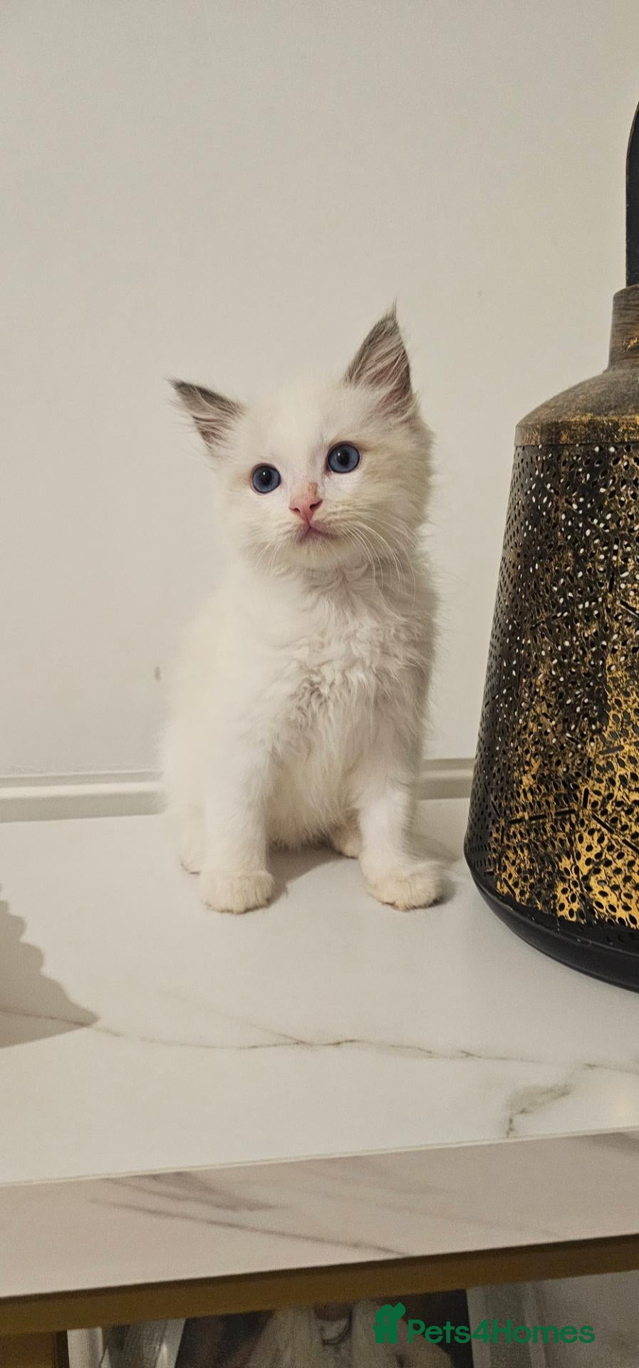 Ragdoll cats Pure Ragdoll kittens Tica  Registered   - Advert 1