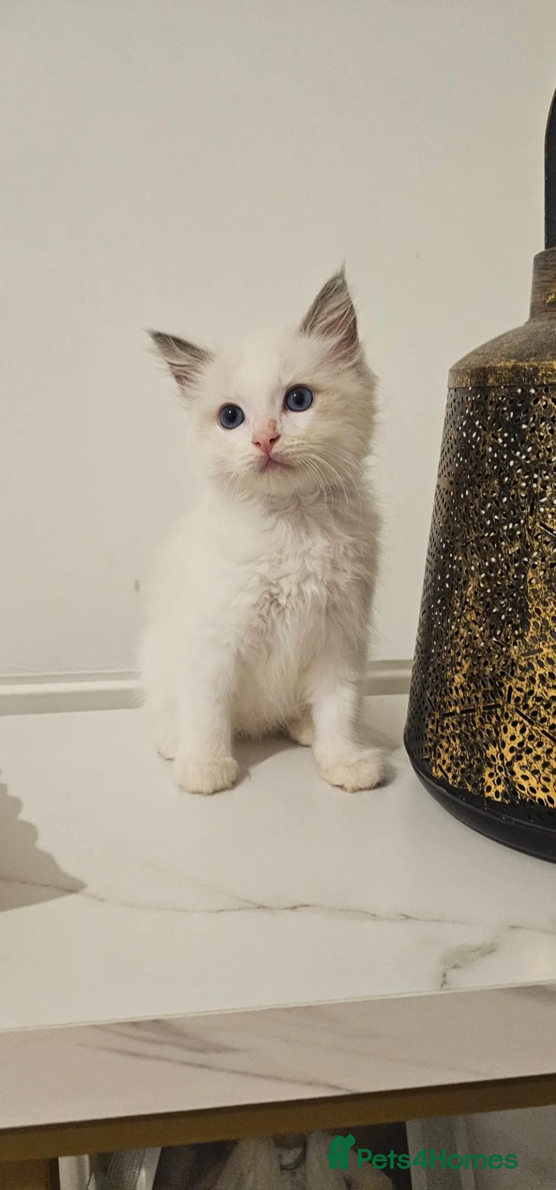 Ragdoll cats for sale: Pure Ragdoll kittens Tica  Registered   - Advert 1