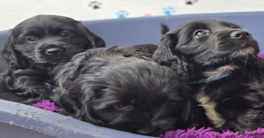 Cockapoo dogs - Advert 12