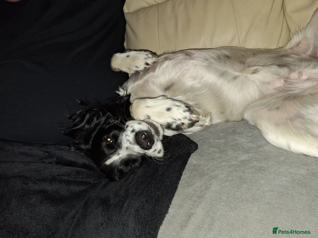 English Springer Spaniel dogs for stud: Beautiful Proven Springer Spaniel for stud. in Abertillery - Advert 19