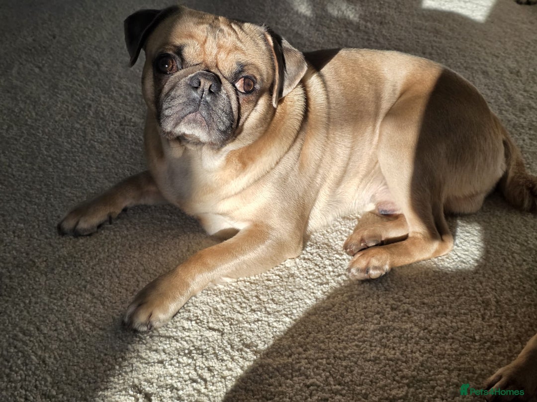 Pug dogs for stud: KC pug carrying choclate for stud - Advert 4