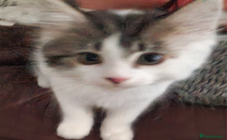 Persian cats - Advert 4