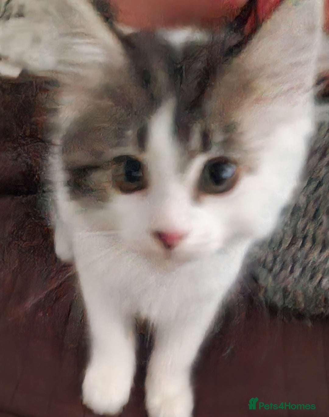 Persian cats for sale: Persian kitten for sale. - Image 1