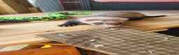 Ferret rodents for sale: 6 beautiful kits ready for new homes in Newport - Advert 8