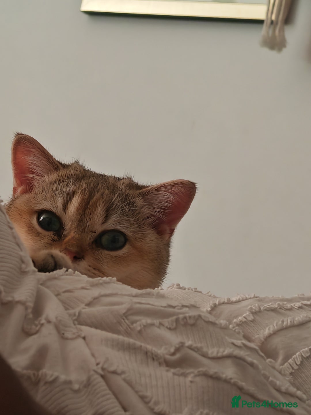 British Shorthair cats for sale: Caring, loving Pure BSH Golden Boy Available  - Image 13