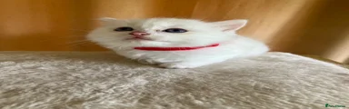 Ragdoll 1