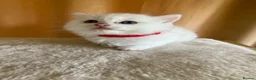 Ragdoll cats for sale: Beautiful full ragdoll kittens  - Advert 25
