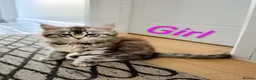 Maine Coon cats for sale: Maine coon kittens available  - Advert 11